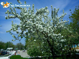 О погоде в Лисаковске 16 мая