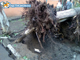 Шквалистый ветер в Лисаковске повалил деревья