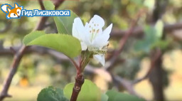 В Лисаковске в сентябре расцвела яблоня