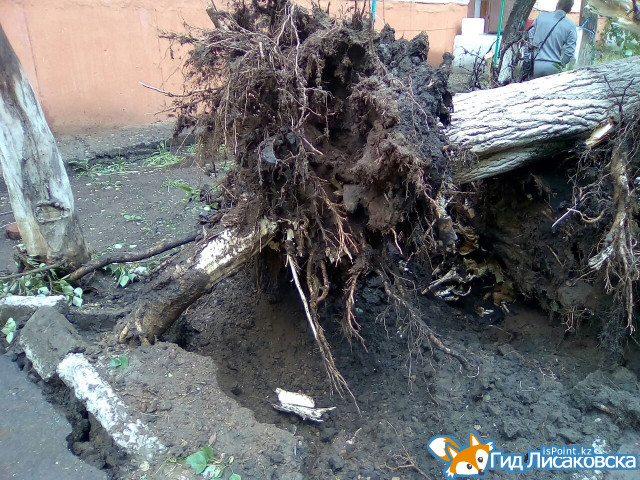 Шквалистый ветер в Лисаковске повалил деревья